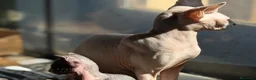 Sphynx gatos en venta: Sphynx blancos y bicolor - Anuncio 14