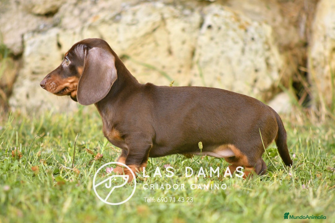 Teckel perros en venta: Teckel 🌭 Pequeños de patas, grandes de alma - Imagen 6