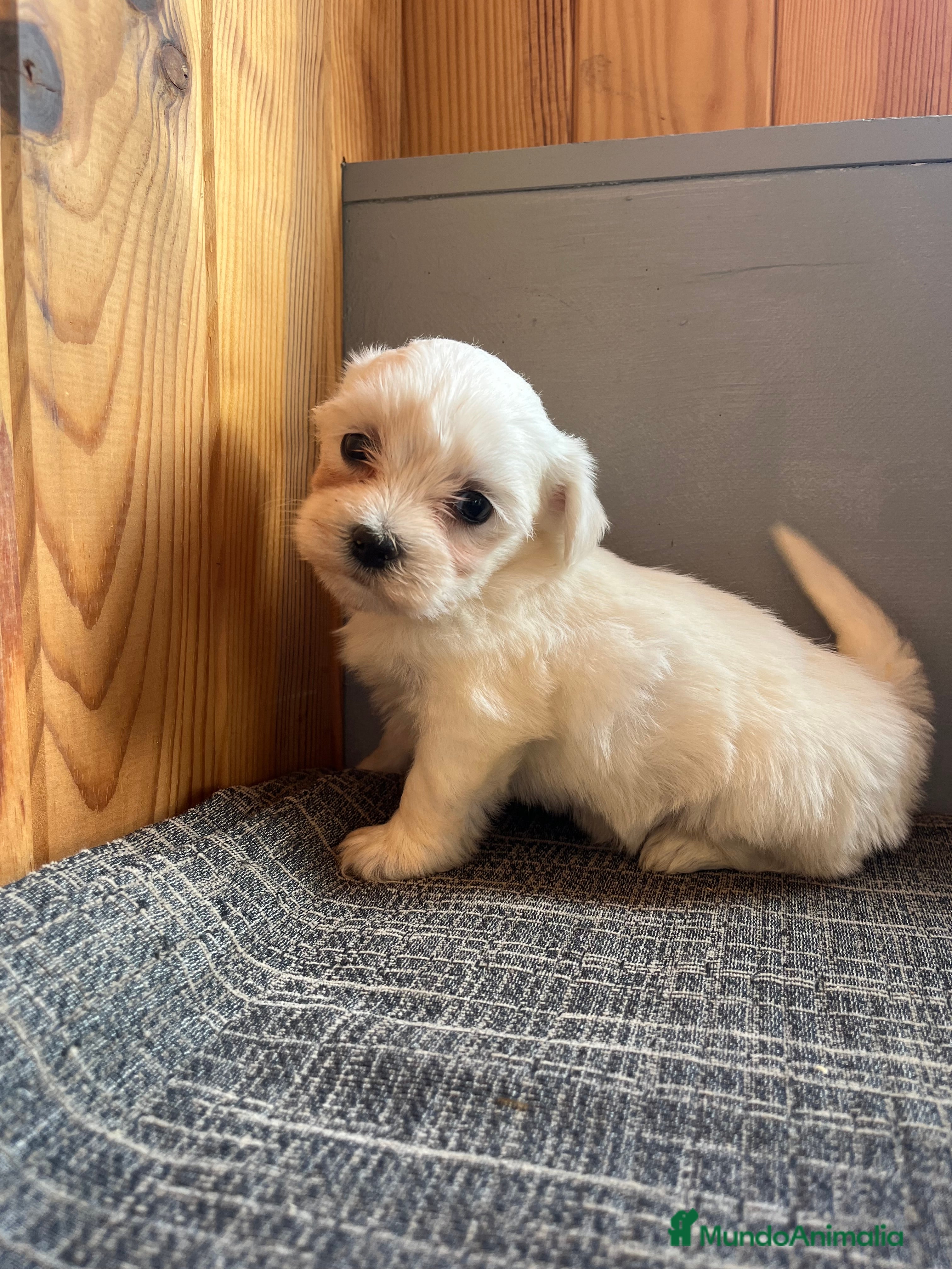 Bichón Maltés perros 🐾Cachorritos Hermosos de Bichon Maltés🐶 - Anuncio 19