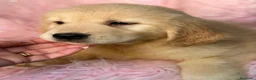 Golden Retriever perros en venta: GOLDEN RETRIEVER DISPONIBLES CALIDAD - Anuncio 10