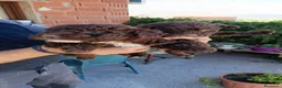 Perro de Agua Español perros en venta: Disponible Perros de agua color chocolate  - Anuncio 6
