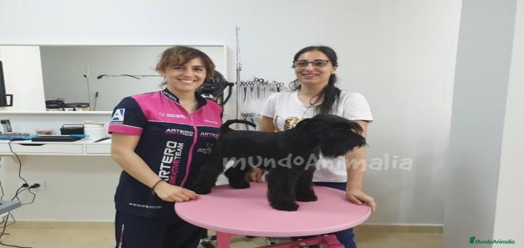 Imagen de galería {{count}}