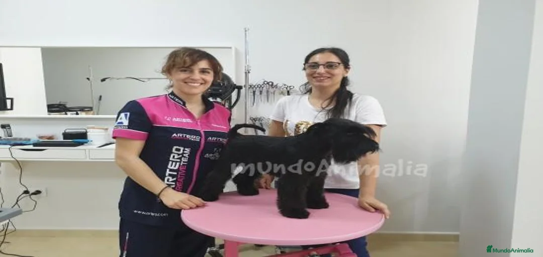 Imagen de galería {{count}}