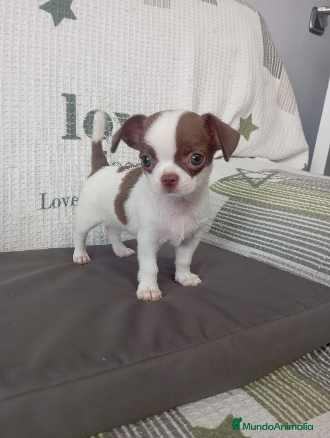 Chihuahua perros en venta: Chihuahua hembra  - Anuncio 4