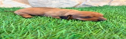 Teckel Miniatura perros en venta: Teckel miniatura rojizo - Anuncio 20