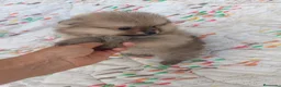 Pomerania perros en venta: POMERANIA LINDA HEMBRITA - Anuncio 3