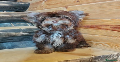 Yorkshire Terrier perros - Anuncio 7