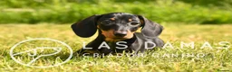 Teckel perros en venta: TECKEL DISPONIBLES - Anuncio 8
