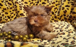 Biewer Yorkshire Terrier a la Pom Pon perros en venta: Hembra Yorkshire Chocomerle  - Imagen 1