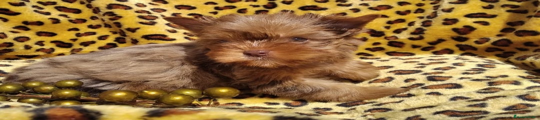 Biewer Yorkshire Terrier a la Pom Pon Cachorro 2