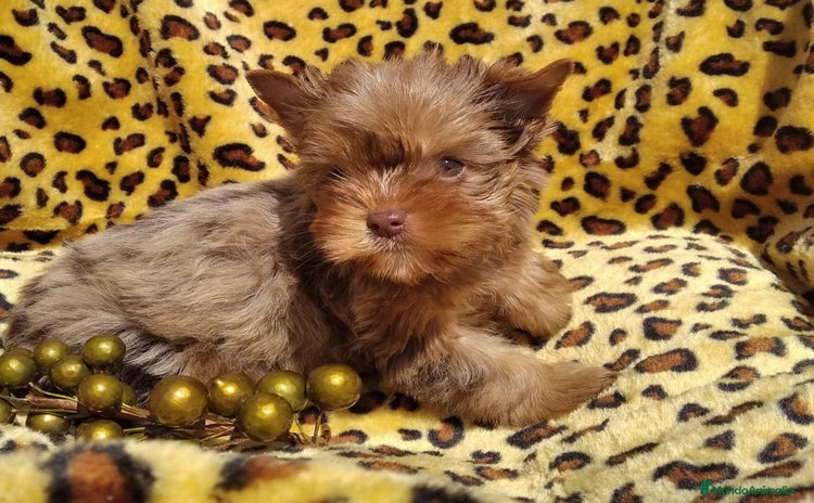 Biewer Yorkshire Terrier a la Pom Pon perros - Anuncio 1