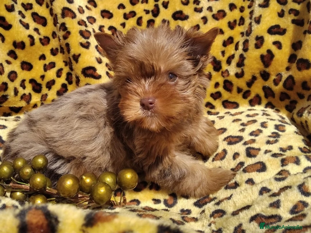 Biewer Yorkshire Terrier a la Pom Pon perros en venta: Hembra Yorkshire Chocomerle  - Imagen 1