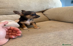 Chihuahua perros en venta: Chihuahuas Toy  - Imagen 2