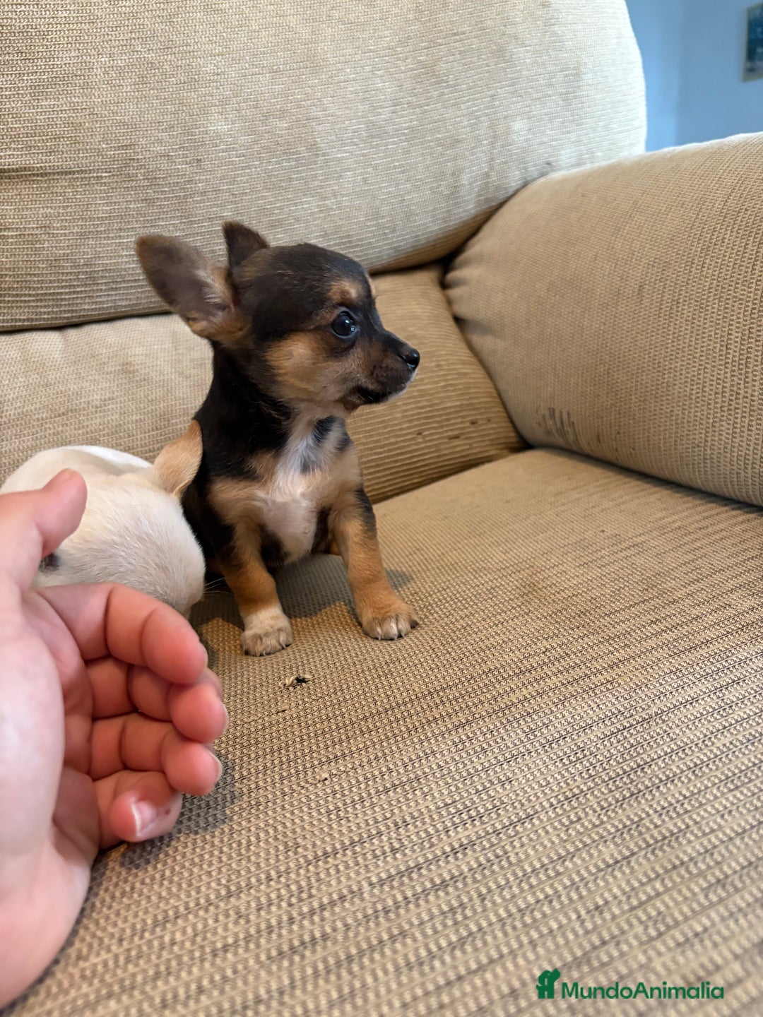 Chihuahua perros en venta: Chihuahuas Toy  - Imagen 2