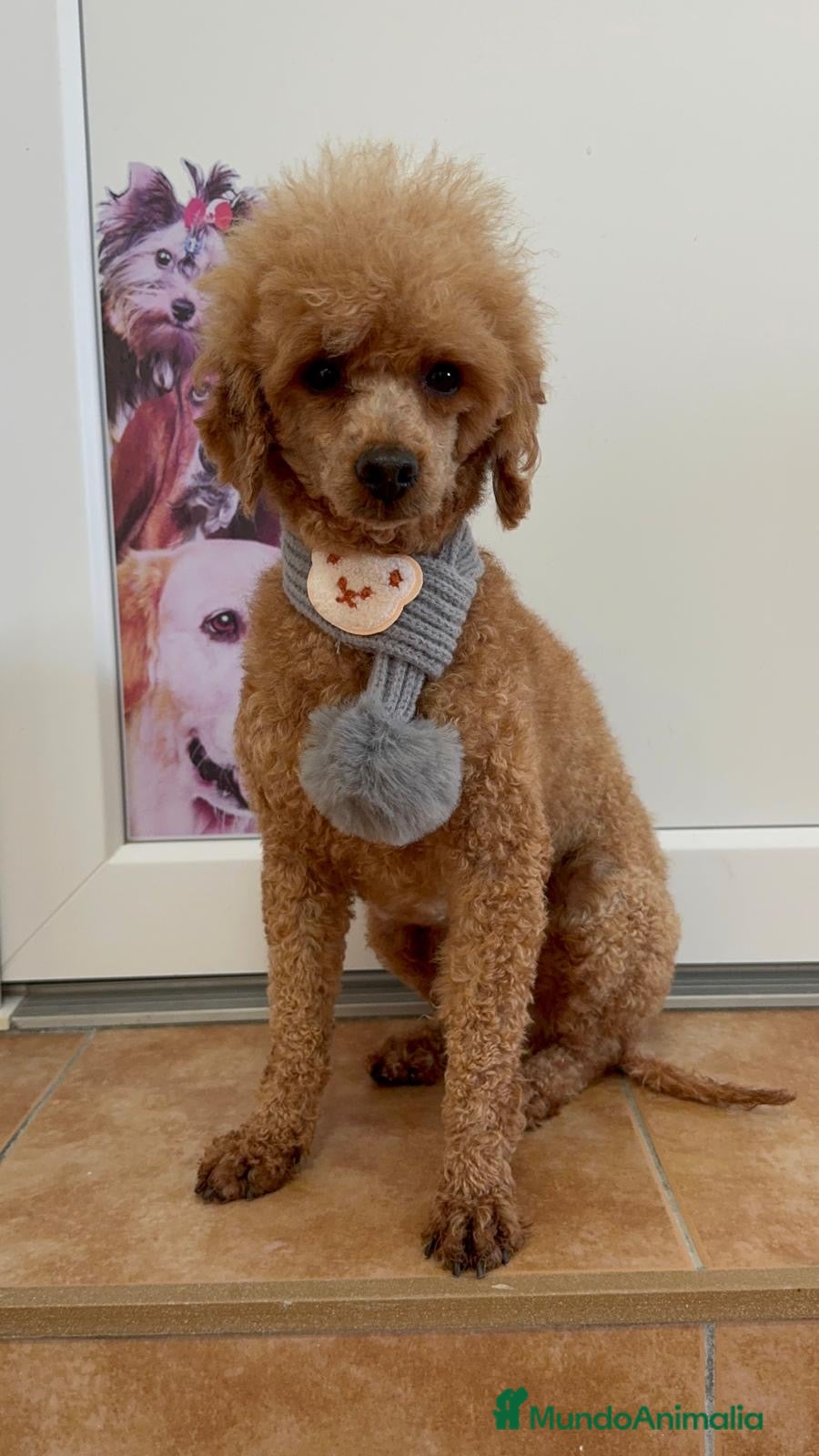 Caniche Enano perros CANICHE - Anuncio 1