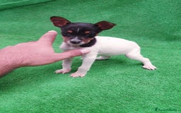 Ratonero Bodeguero Andaluz perros en venta: Bodeguero Andaluz  - Imagen 2