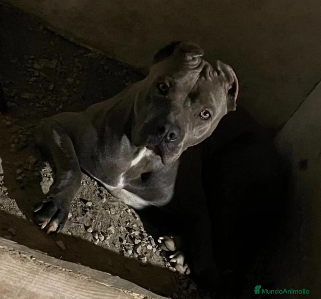American Pit Bull Terrier perros en venta: American pit bull terrier exclusivos  - Anuncio 2