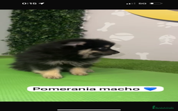 Pomerania perros en venta: Pomerania macho - Imagen 2