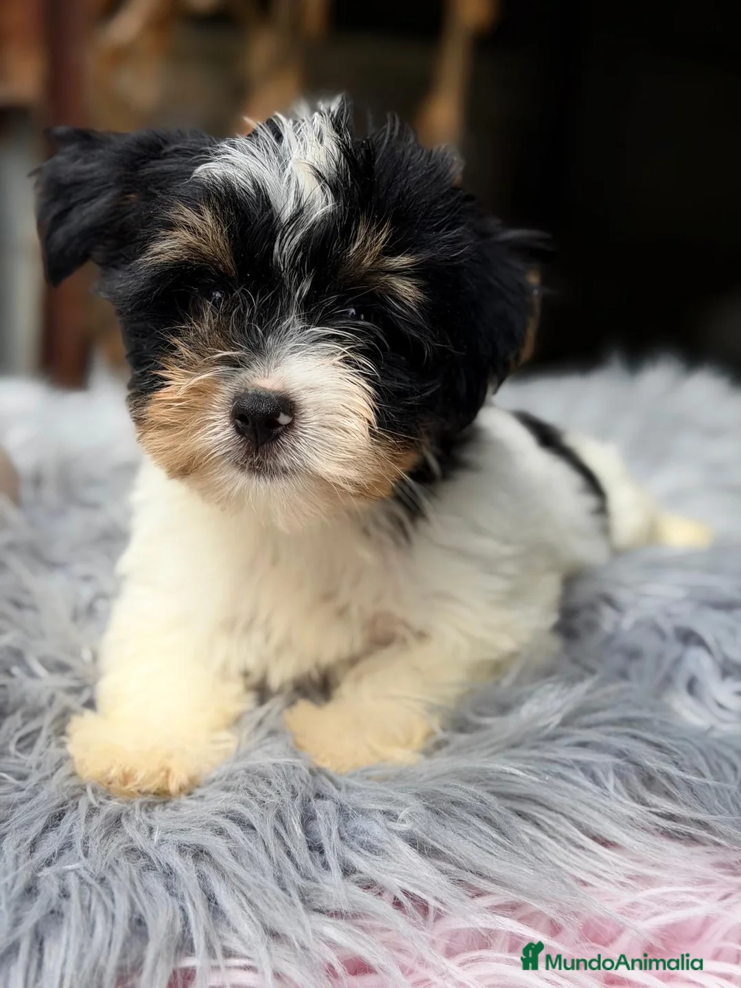 Biewer Yorkshire Terrier a la Pom Pon perros en venta: Precioso Biewer 💙🐾 - Anuncio 1