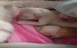 Golden Retriever perros en venta: Golden retriever - Imagen 4