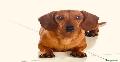 Teckel Miniatura perros - Anuncio 3