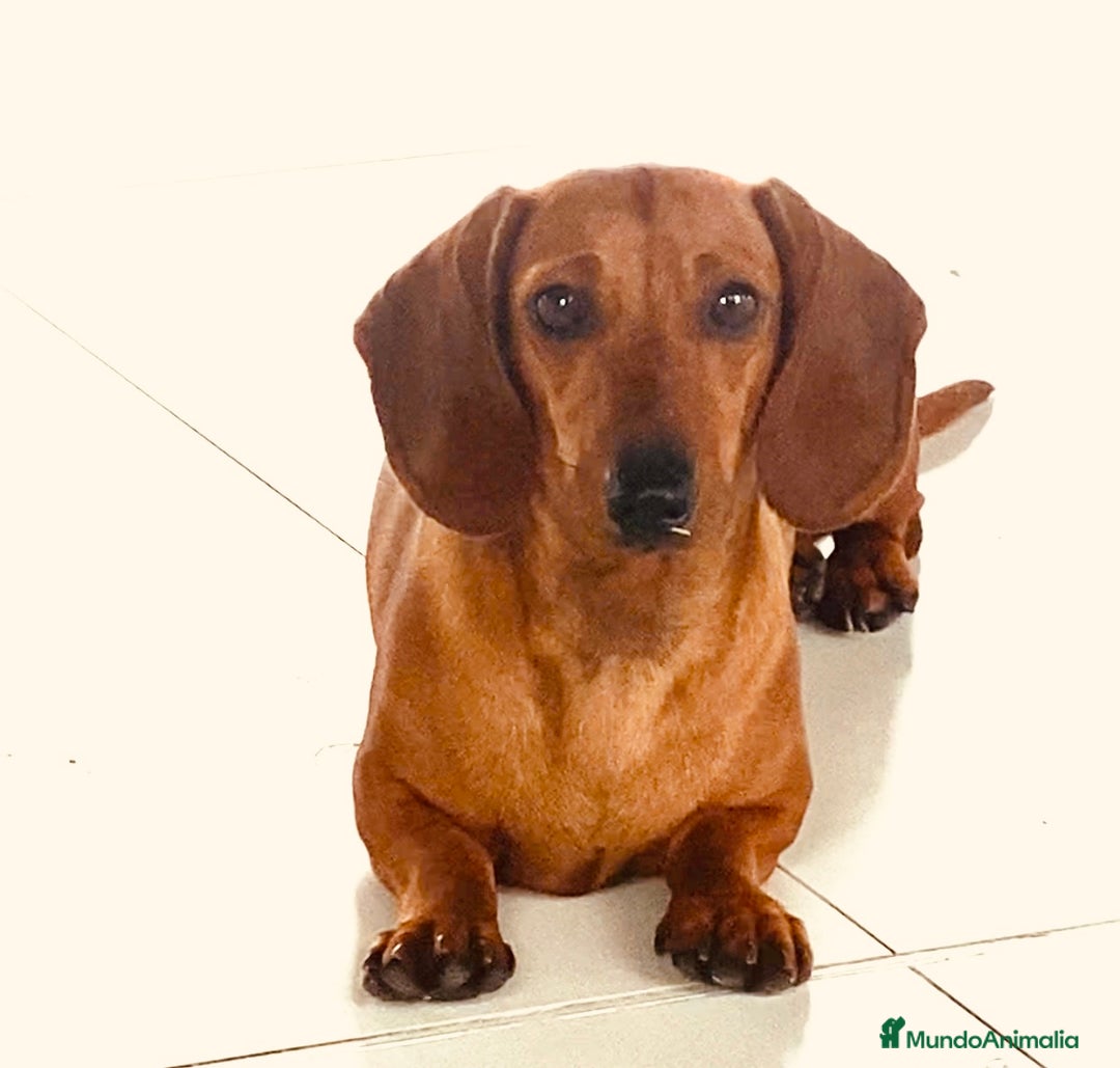 Teckel Miniatura perros en venta: Magníficos Teckel miniatura 601144783  - Imagen 3