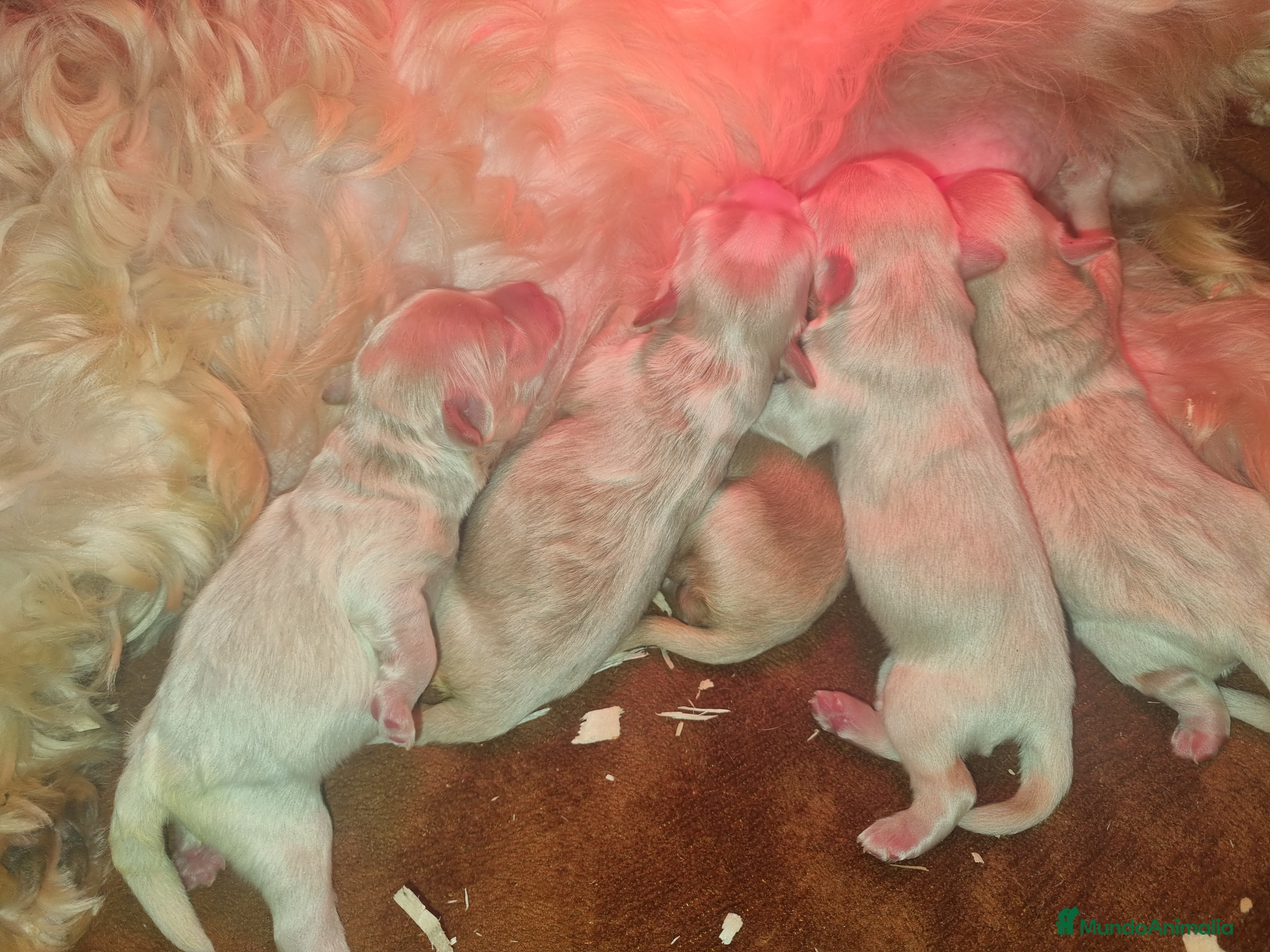 Maltipoo perros Maltipoo en Cáceres - Anuncio 2