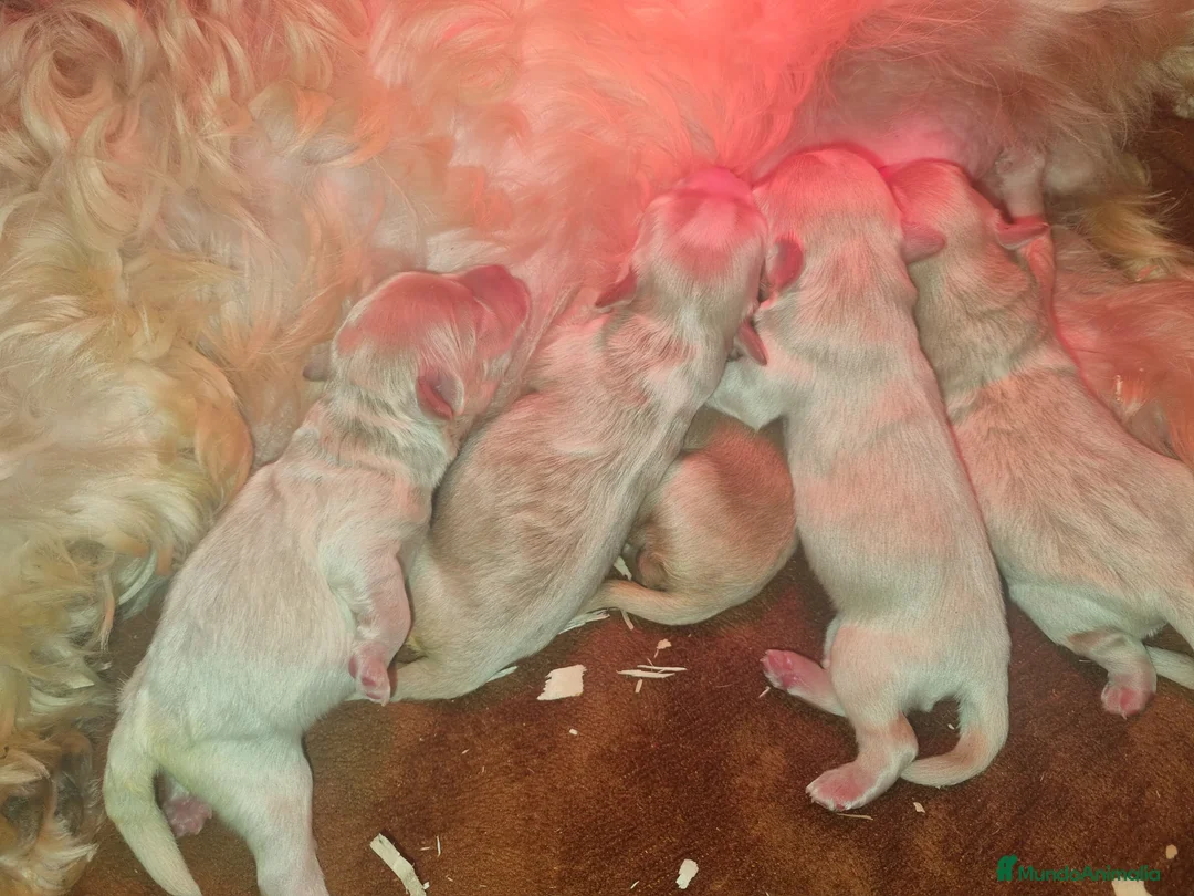 Maltipoo perros en venta: Maltipoo en Cáceres - Anuncio 2