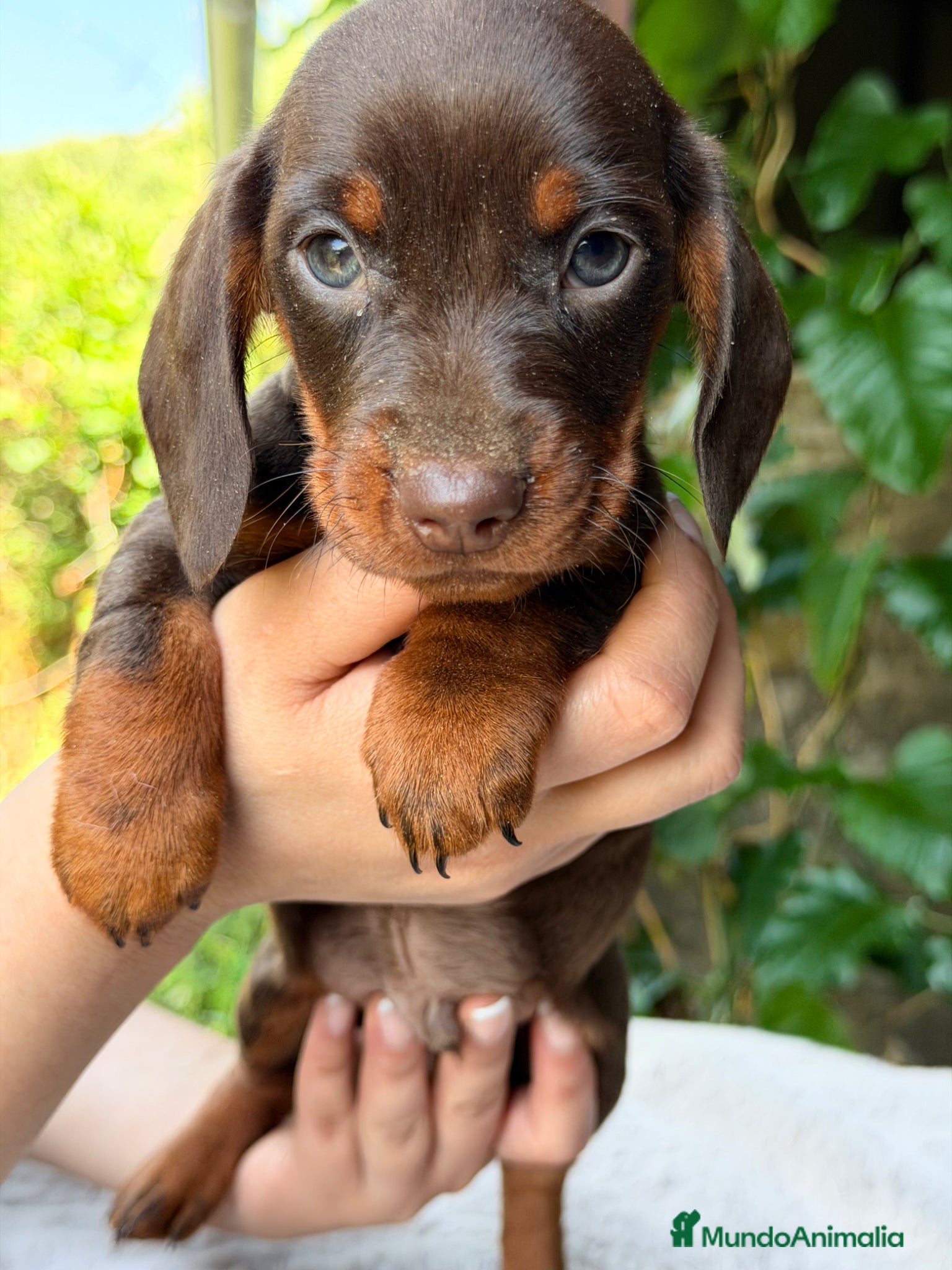 Teckel Miniatura perros Teckel mini chocolate  - Anuncio 1