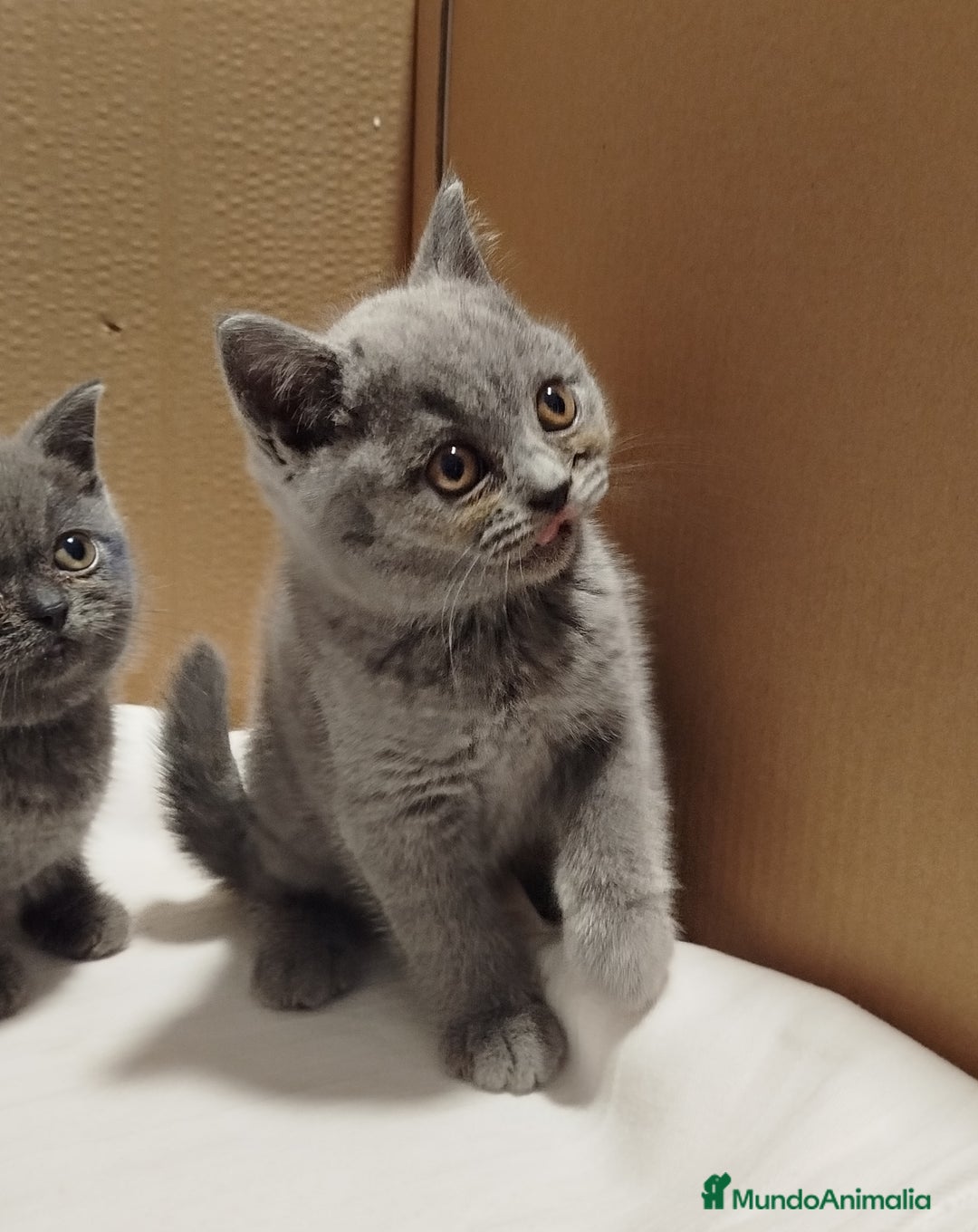 Británico de Pelo Corto Azul gatos en venta: British Shorthair  - Imagen 3
