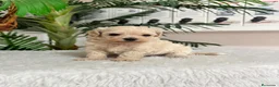 Maltipoo perros en venta: MALTIPOO MACHO - LINEA COREANA - Anuncio 2