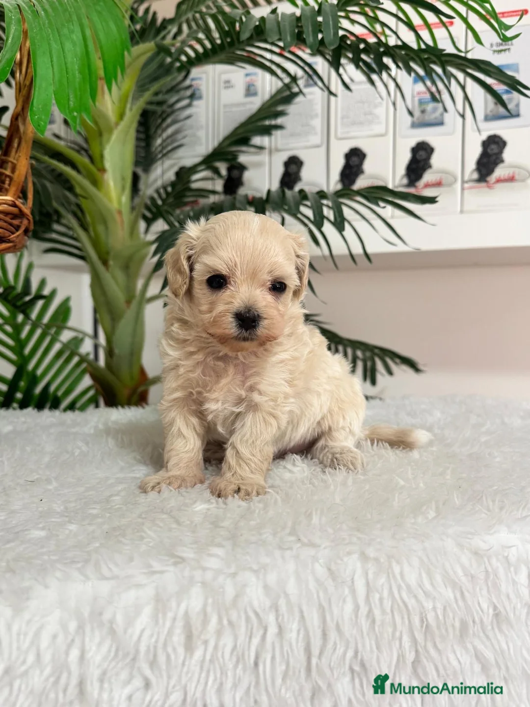Maltipoo perros en venta: MALTIPOO MACHO - LINEA COREANA - Anuncio 2