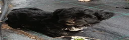 Maltipoo perros en venta: Macho y hembras de maltipoo  - Anuncio 2