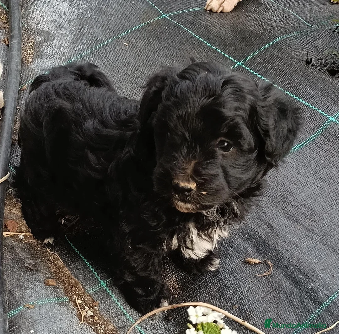 Maltipoo perros en venta: Macho y hembras de maltipoo  - Anuncio 2