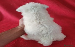 West Highland White Terrier perros en venta: Westing Terrier  - Imagen 3