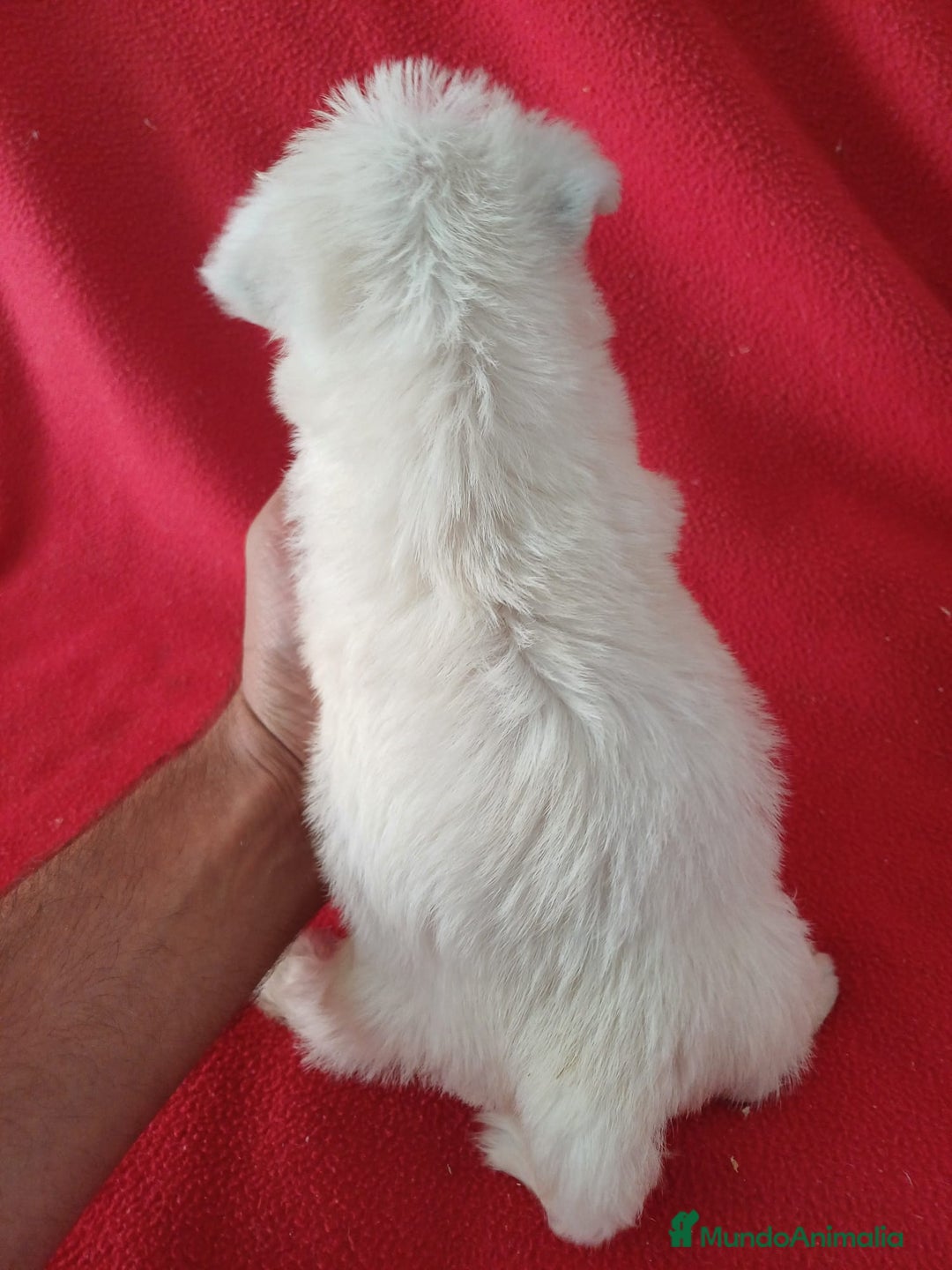 West Highland White Terrier perros en venta: Westing Terrier  - Imagen 3