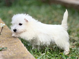 West Highland White Terrier perros en Barcelona - Anuncio 4