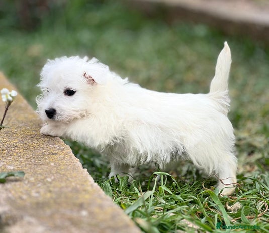 West Highland White Terrier perros en Barcelona - Anuncio 2
