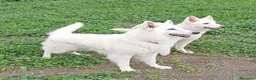 Pastor Blanco Suizo perros en venta: Pastor Blanco Suizo  - Anuncio 1