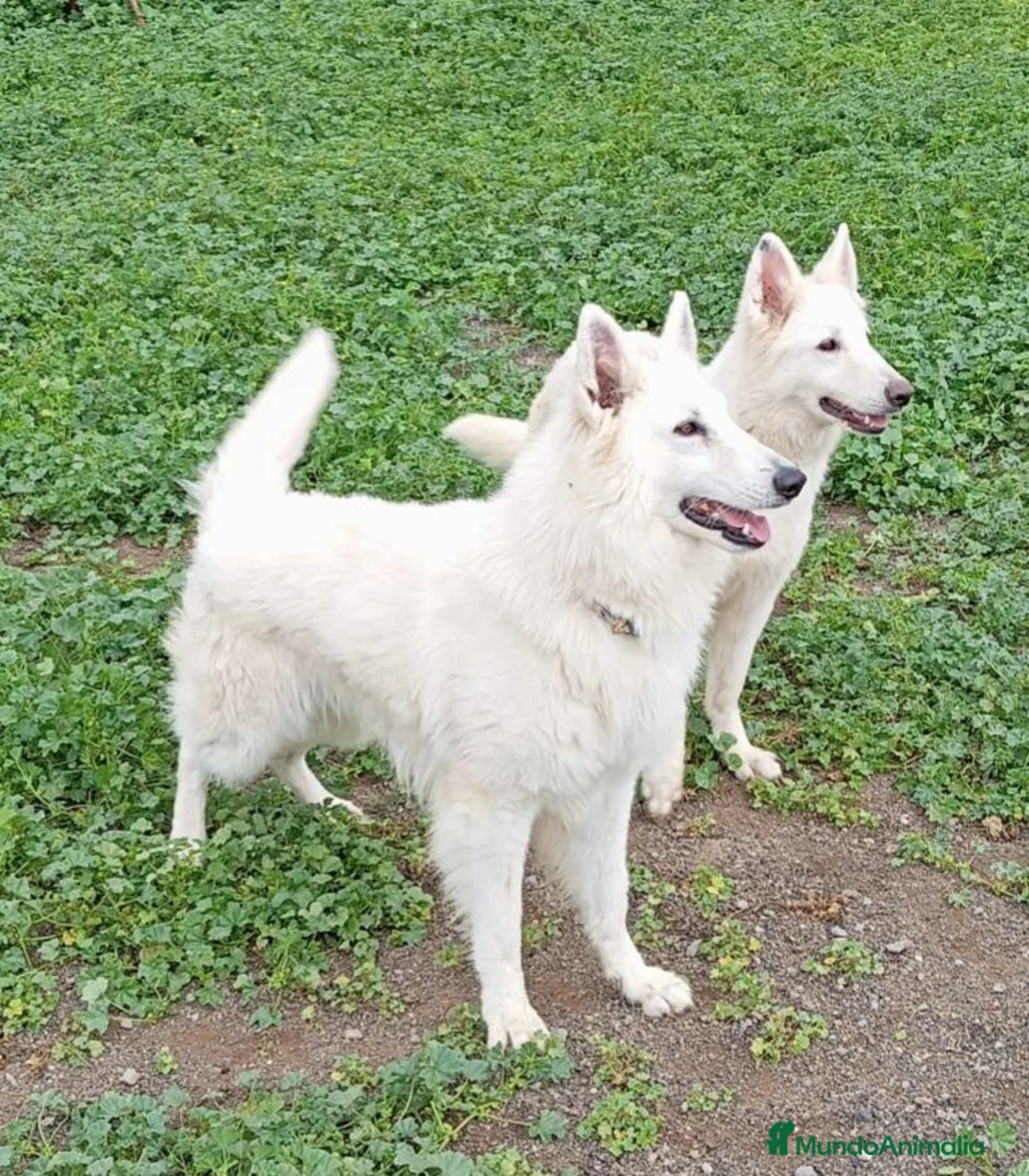 Pastor Blanco Suizo perros en venta: Pastor Blanco Suizo  - Anuncio 1