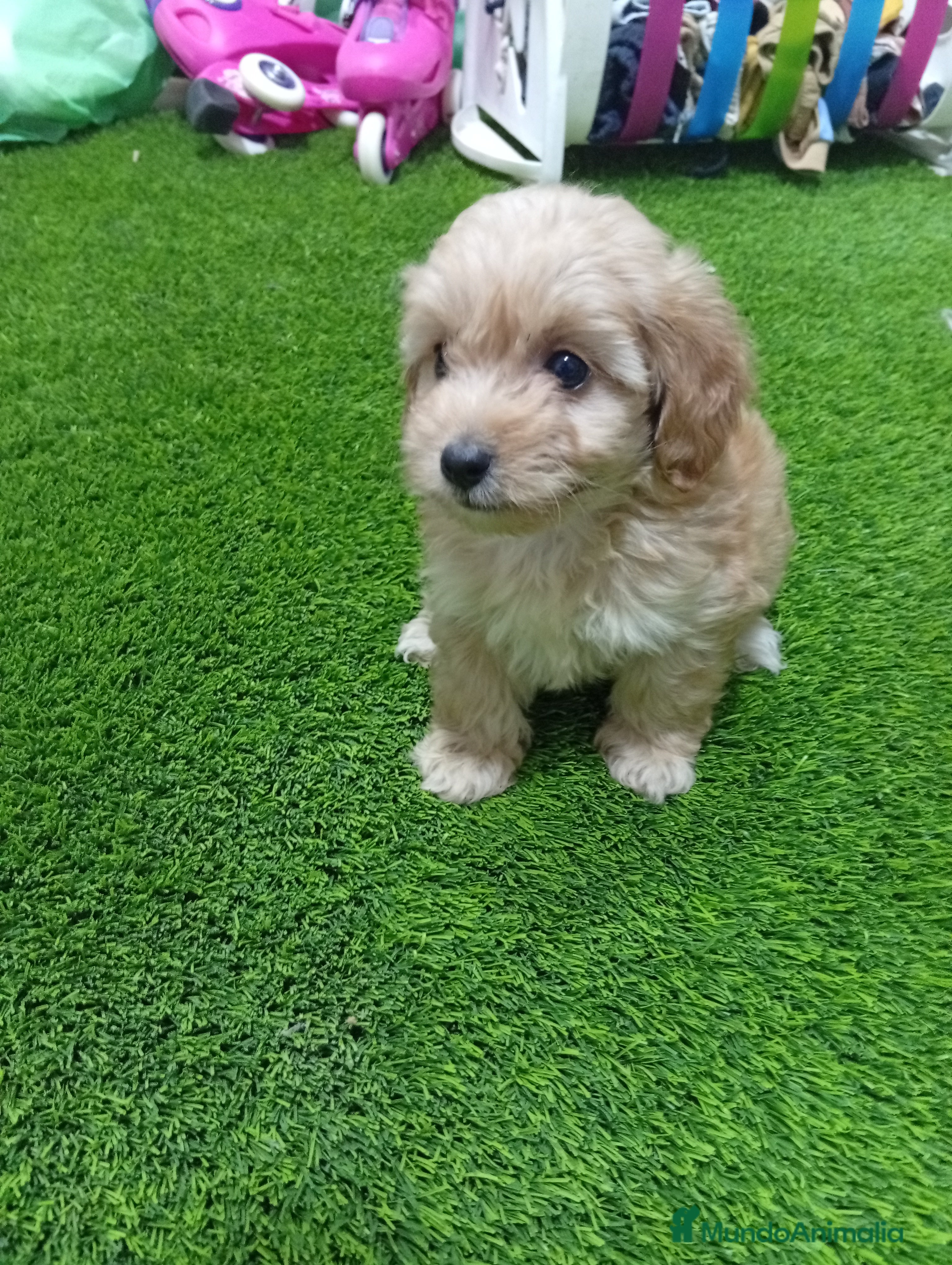 Maltipoo perros Maltipoo - Anuncio 2