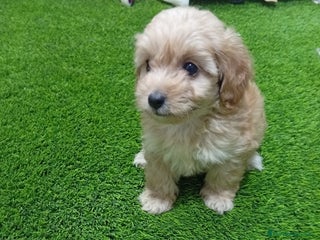 Maltipoo perros Maltipoo - Anuncio 5