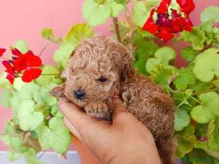 Caniche Toy perros - Anuncio 30
