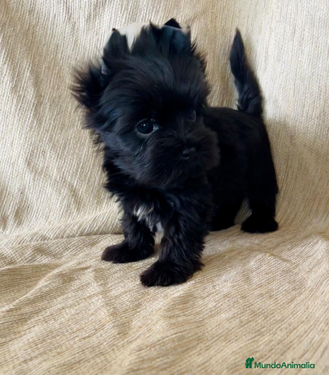 Biewer Yorkshire Terrier a la Pom Pon perros en venta: Cachorros yorkshire black miniatura  - Imagen 2