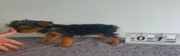 Yorkshire Terrier perros en venta: Yorkshire mini  - Anuncio 3