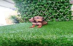 Teckel perros en venta: Teckels Mini  - Imagen 2