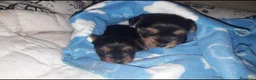 Yorkshire Terrier perros en venta: Yorkshire  - Anuncio 4