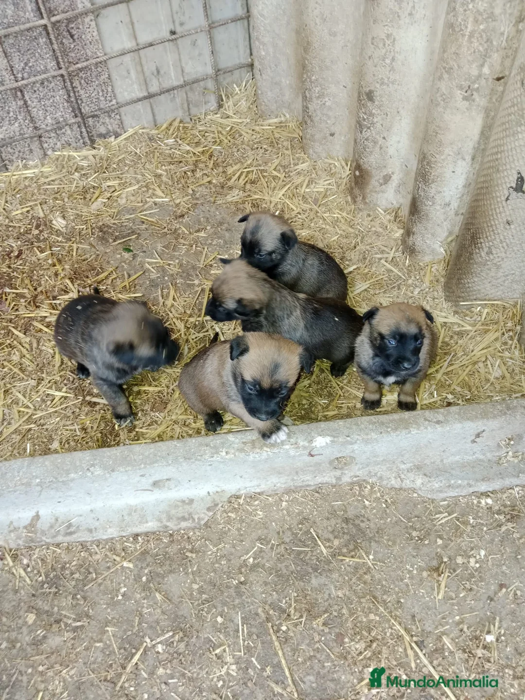 Pastor Belga Malinois perros en venta: CACHORROS PASTOR BELGA MALINOIS  - Anuncio 6
