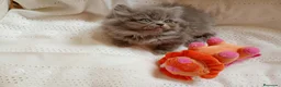 Persa gatos en venta: Gatitos persa Himalayos  - Anuncio 4