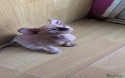 Sphynx gatos en venta: GATITOS SPHYNX HEMBRA ELFA - Imagen 5
